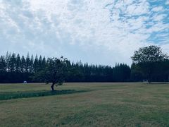 -黄海国家森林公园