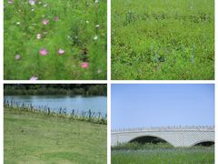-西京湾花海
