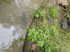 -野象谷景区