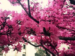 -大可堂普洱茶馆(襄阳南路馆)