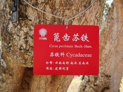-中国科学院西双版纳热带植物园
