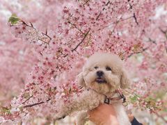 -古柏渡丰乐樱花园