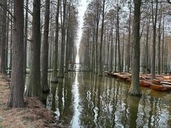 -渌洋湖湿地公园