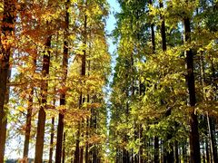 -黄海国家森林公园