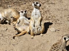 -北京野生动物园