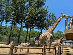 -大连森林动物园