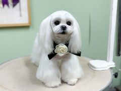 -鑫艺宠物美容培训学校