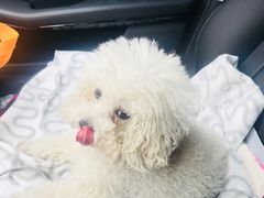 -北京赛佳动物医院