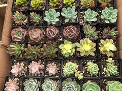 -龙大花卉苗木市场