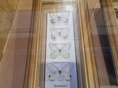 -上海大自然野生昆虫馆(东方明珠·爬宠昆虫探索中心)