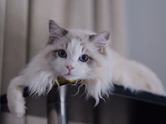 -PETKIT小佩宠物(昭化店)