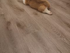 -浣熊柯尔鸭土拨鼠·电玩咖