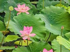 -荔湾湖公园