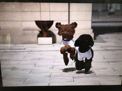-超宠爱宠物摄影-Super pet
