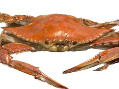 飞蟹-日月明小渔村•海肠捞饭•大连海鲜(星海广场店)