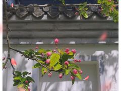 -海棠花溪(元大都城垣遗址公园)