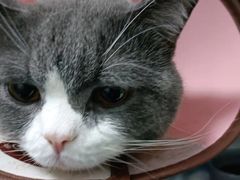 -嘉馨宠物医院·CT影像转诊·心脏科·犬猫全科诊疗中心(下沙大学城院区)