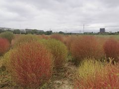 -映月湖中央公园