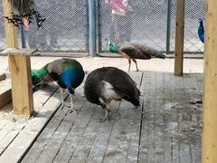 -长白岛森林公园