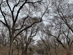 -北陵公园