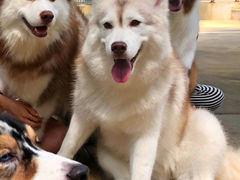 -TrueLove @ Neverland (Husky Cafe)
