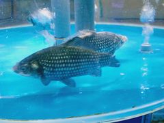 -百姓渔村(朝阳店)