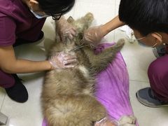 -瑞鹏宠物医院·夜间急症·心超·猫科(祖庙分店)