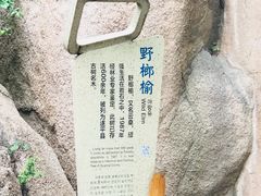 -嵖岈山风景区
