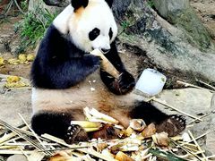 -广州长隆野生动物世界