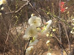 -北京鹫峰国家森林公园
