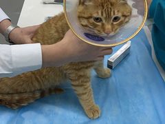-中农国际动物医院24小时·猫科·骨科·急重症中心