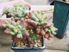 -Dark Horse·黑马蛋糕·低脂·低糖淡奶(金匙望湖大厦店)