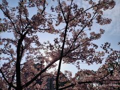-新江湾城公园
