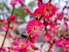 -东湖磨山景区