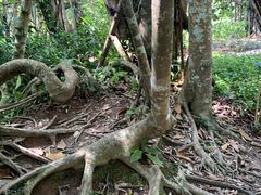 -中国科学院西双版纳热带植物园