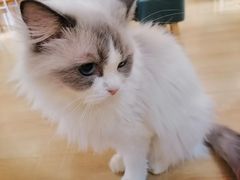 -喵呜公社猫咖
