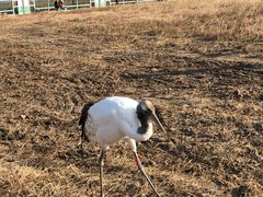 -盐城丹顶鹤湿地生态旅游区