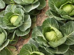 -庞各庄翠芳园西瓜蔬菜基地采摘园