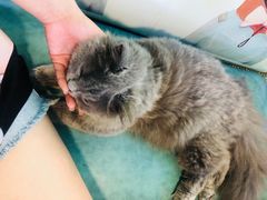 -李小姐の猫咖啡馆(五角场店)