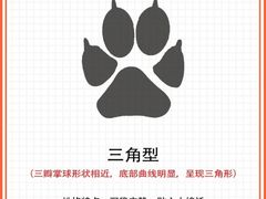 -顺强宠物诊所·狂犬免疫·夜诊·骨科(嘉定店)