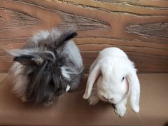 -猫猫幼稚园·撸猫·桌游·电玩