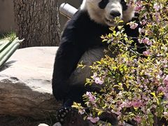-青藏高原野生动物园