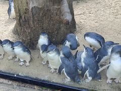 -费瑟代尔野生动物园