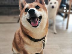 -柴犬高等学院·狗咖·柴犬售卖·宠物训练