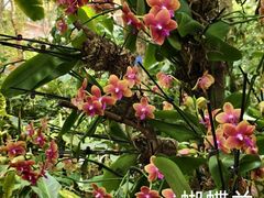 -中国科学院西双版纳热带植物园