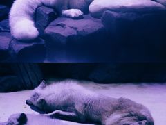 -上海海昌海洋公园-冰山北极馆