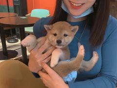-猫色咖啡·猫咖