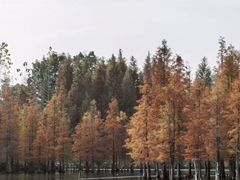 -白鹭湾湿地公园