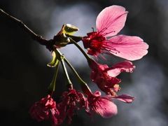 -桃花涧
