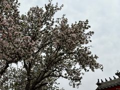 -天津大悲禅院